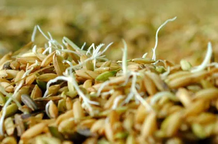 Để tăng tỷ lệ nảy mầm trên hạt giống nên sử dụng Brassinolide