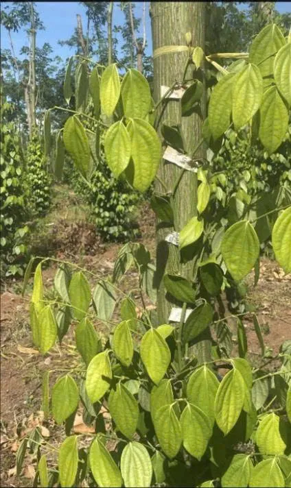 Hồ tiêu bị vàng lá do sốc nhiệt