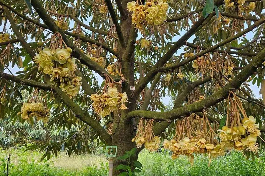 Làm sao để cơi đọt già trước xổ nhụy