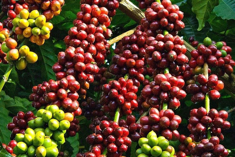 Humic cho cây trồng