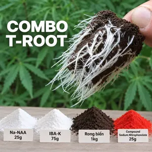 COMBO T-ROOT – Bộ nguyên liệu tham khảo hỗ trợ hình thành và phục hồi bộ rễ