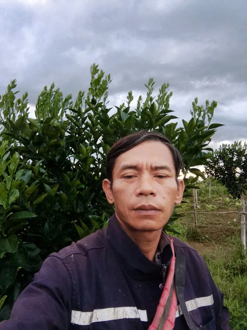 Hình ảnh vườn cam sử dụng sản phẩm Chelate Asia của anh Lê Minh Lâm