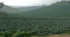 Ruộng súp lơ xanh tốt trải dài trên sườn đồi