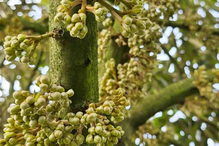 Kali có chặn đọt tạo mầm hoa