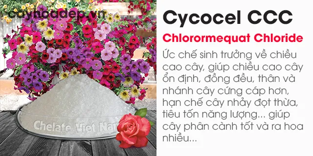 Bán Chlormequat clorua, Cycocel CCC 98% (Ức chế sinh trưởng, tạo dáng hoàn hảo)