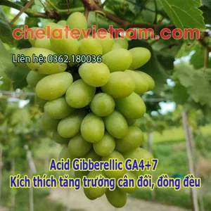 Acid Gibberellic GA4+7 90% - kích thích tăng trưởng cân đối, đồng đều (GA4+GA7)