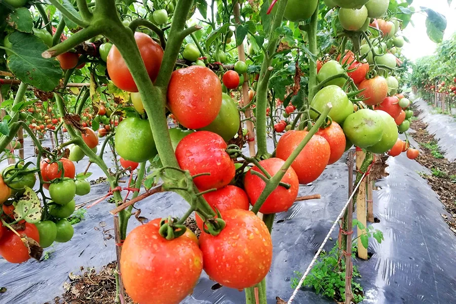 Uniconazole cho cây cà chua