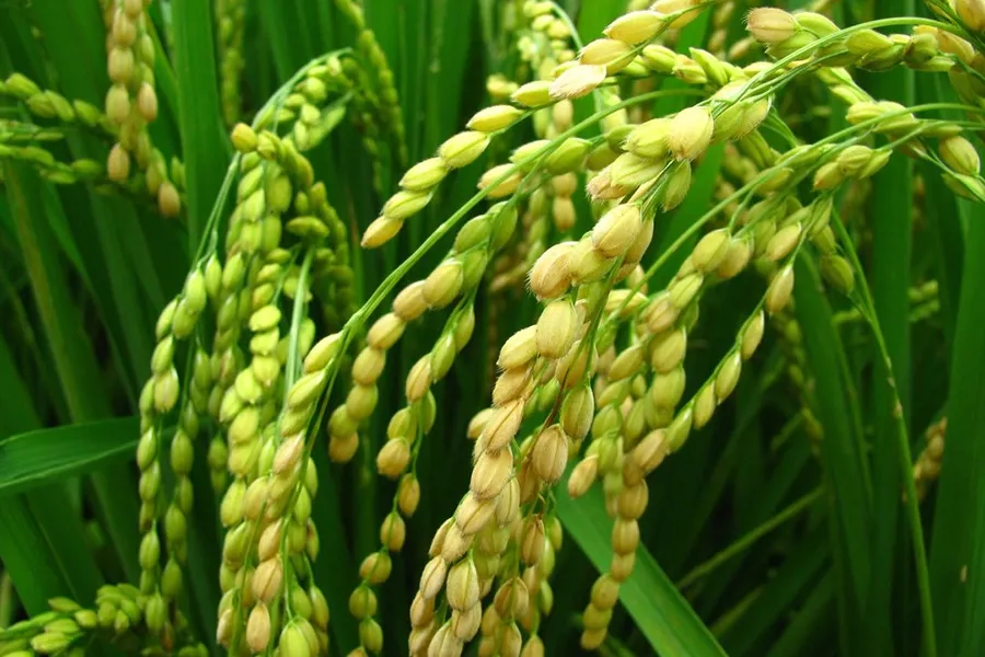 Cây lúa chắc hạt
