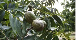 Cành hồ đào pecan với lá kép và trái non xanh khỏe (ảnh minh họa cây pecan, không phải ảnh triệu chứng thiếu niken)