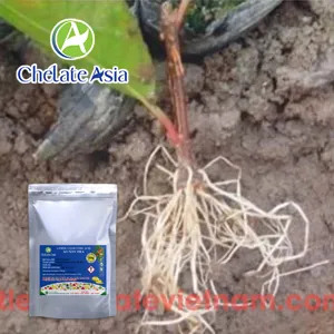Auxin IBA (Indole-3-butyric acid) Kích thích ra rễ