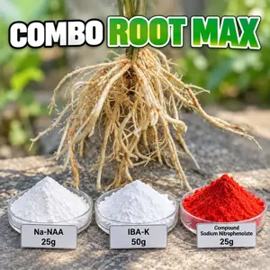 COMBO ROOTMAX – Bộ nguyên liệu tham khảo xử lý hom, cây phôi và phục hồi bộ rễ