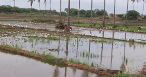 Ruộng lúa mới cấy ngập nước ở vùng Bajo Piura, Peru, nơi trồng lúa nhờ nước tưới