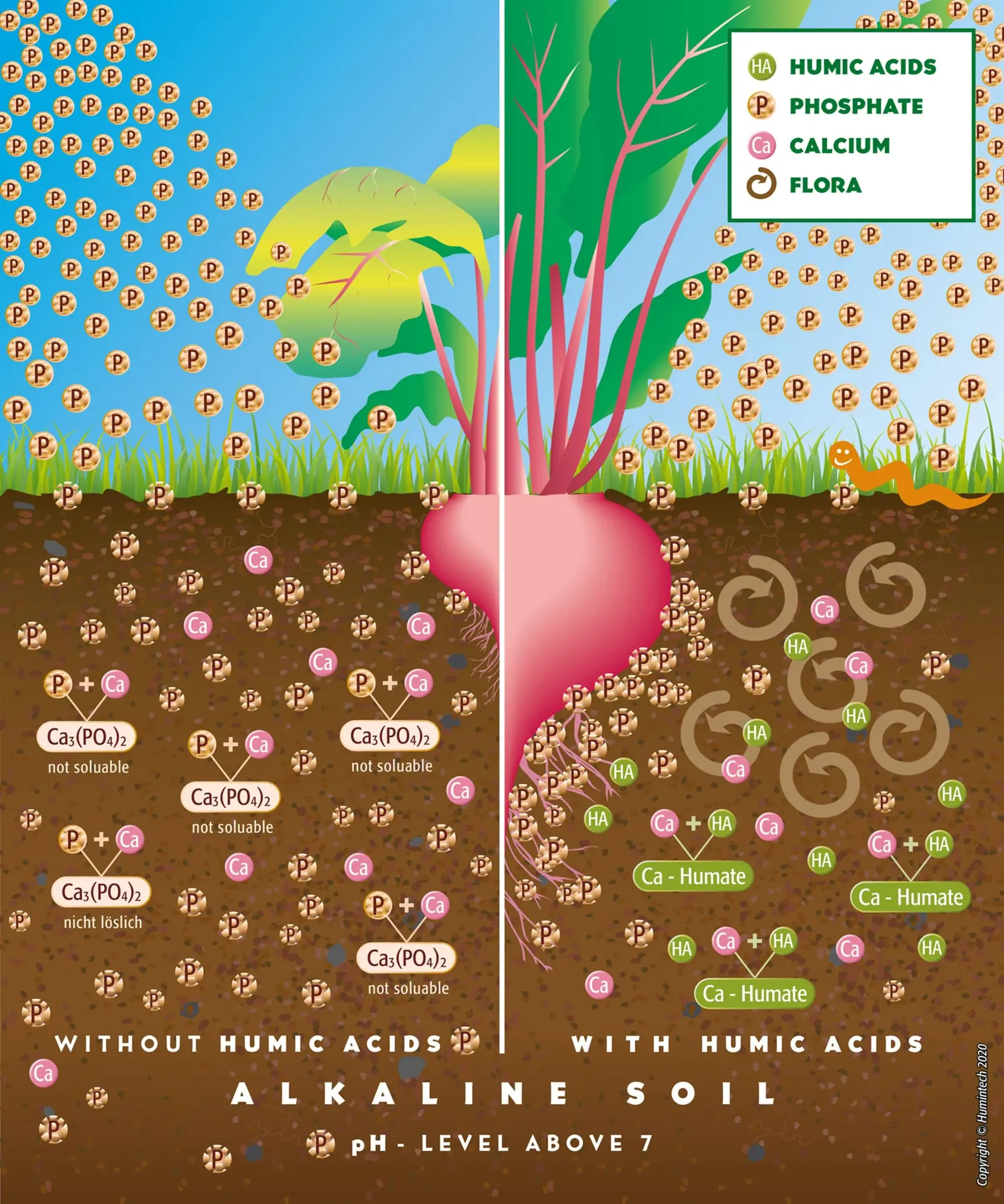 So sánh đất kiềm không có và có axit humic. 