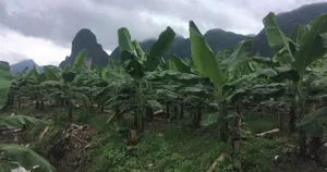 Vườn chuối đang sinh trưởng thân lá gần Vang Vieng, Lào, phía sau là núi đá vôi