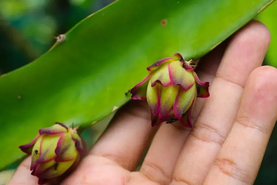 Kali có thực sự tạo mầm hoa