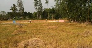 Ruộng lúa vừa gặt ở Bình Thủy, Cần Thơ, nông dân đang phơi lúa ngoài đồng