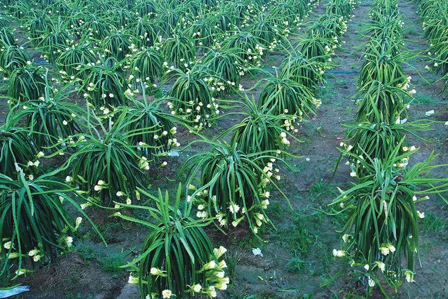 Vườn thanh long