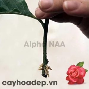 Auxin Alpha NAA Ấn độ 99% (Chất kích thích ra rễ)