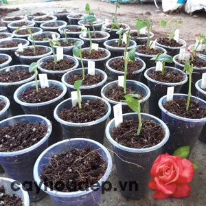 Auxin Alpha Na-NAA 98% tan trong nước (Chất kích thích ra rễ)