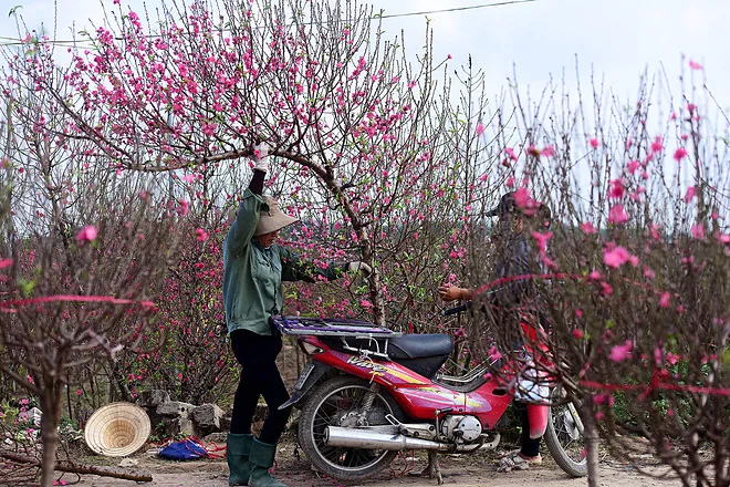 Nên có những lựa chọn thông minh trong việc xử lý dáng cây và kích hoa cho cây hoa đào