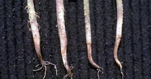 Thân cây con bị bệnh chết cây con do nấm Pythium, phần gốc thâm nâu, teo tóp