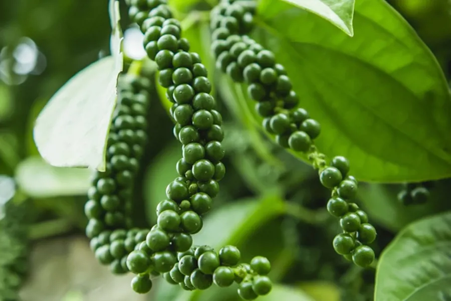 Cây hồ tiêu cho trái