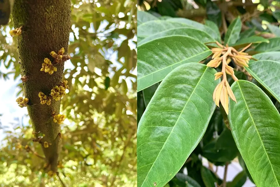 đọt và mắt cua sầu riêng